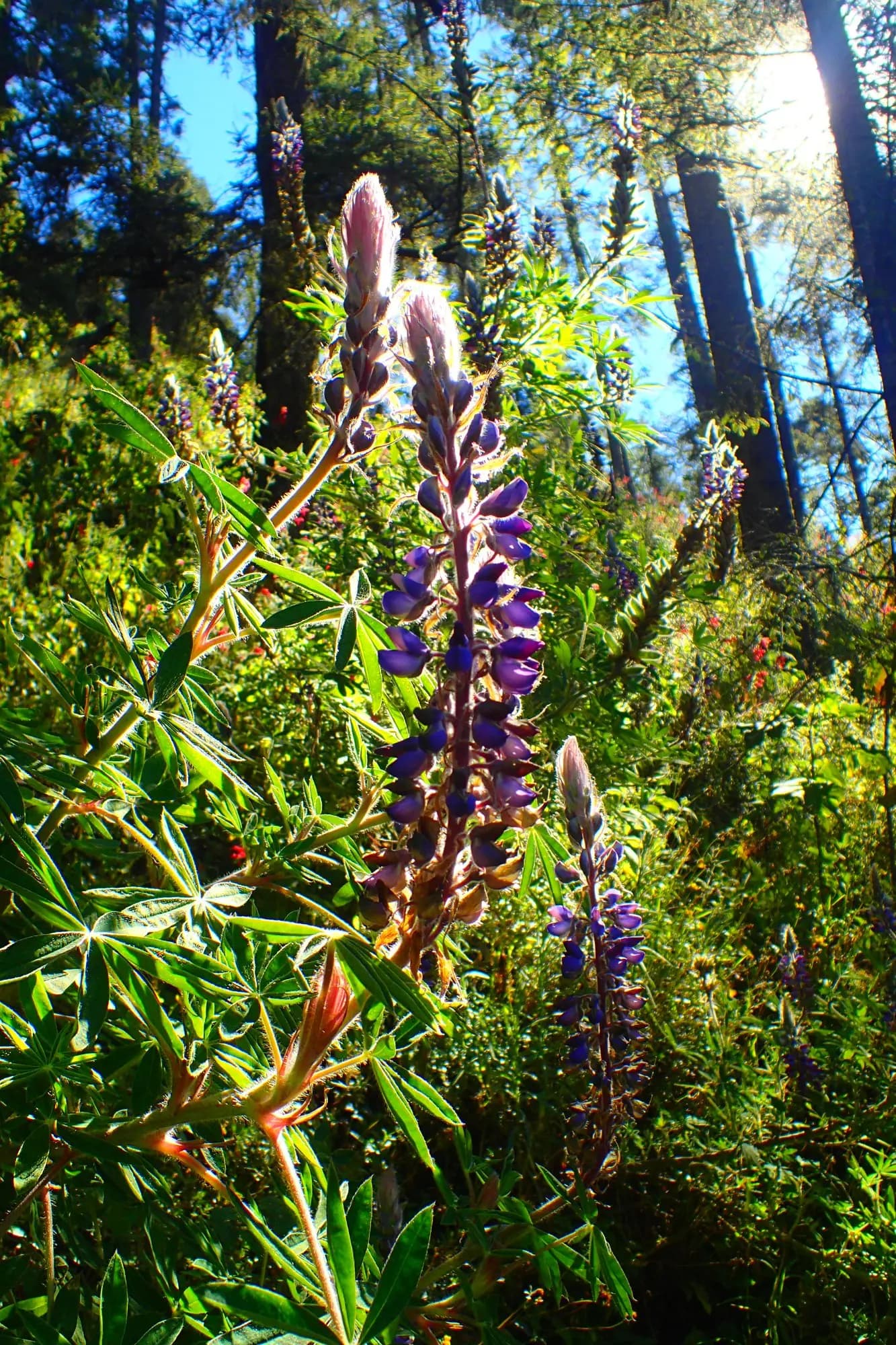 Wildflowers